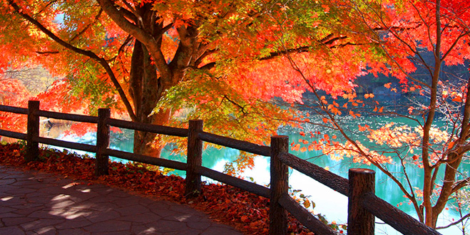 13 裏磐梯の秋の楽しみ「紅葉の五色沼トレッキング」